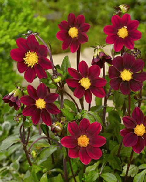 Dahlia Topmix Purple